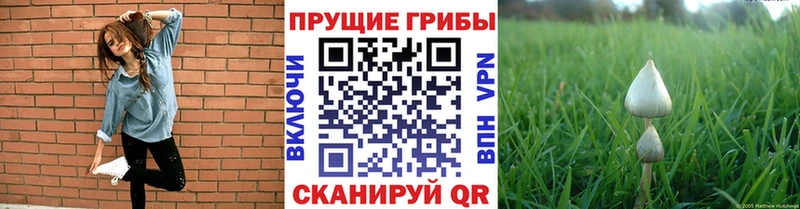 Псилоцибиновые грибы ЛСД  где найти   Мичуринск 